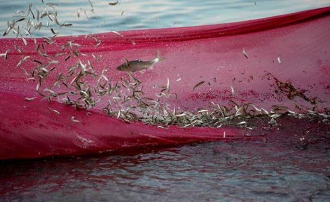 Balıkçılar bu balığa av yasağı getirilmesini istiyor