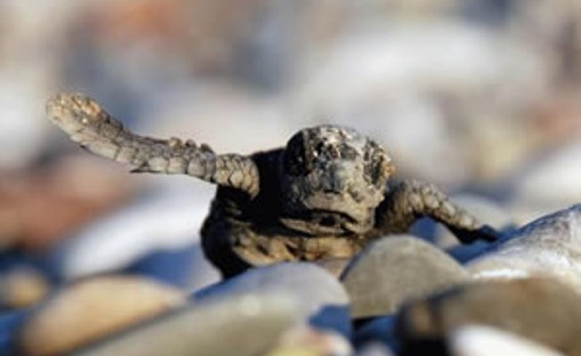 Caretta yavrularını poşetle toplayıp denize bıraktılar