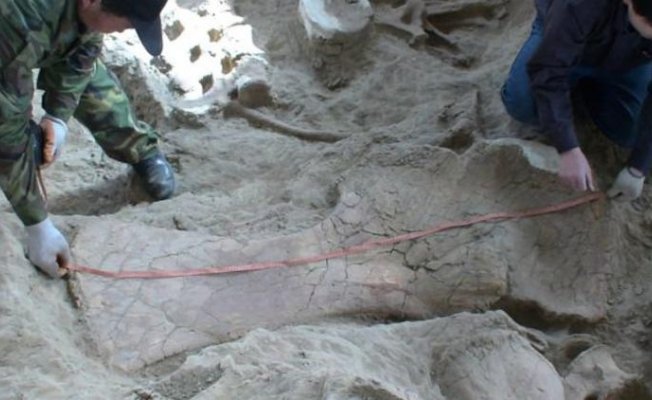 Çin&#039;de 174 milyon yıllık dinozor fosili bulundu