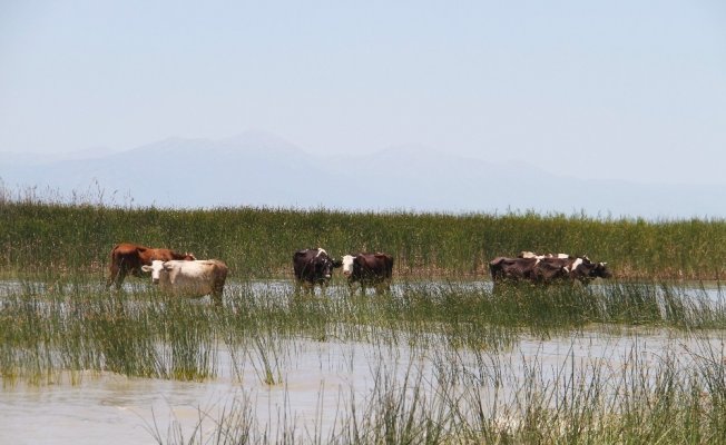 İnek sürüleri göl sularında serinliyor
