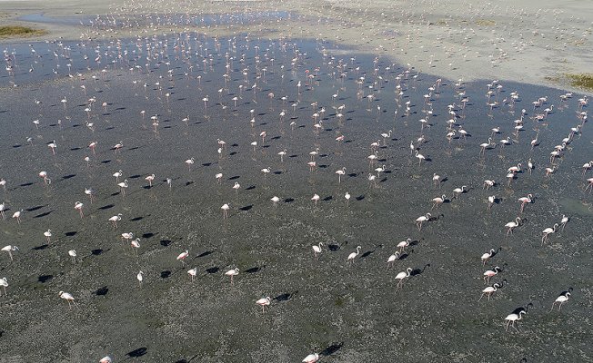 Tuz Gölü'nde flamingo şöleni