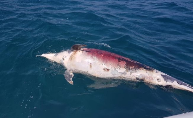 2 metre boyunda, 350 kiloluk yunus balığını ateş edip öldürdüler