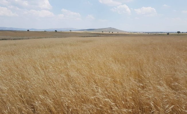 3 bin yıllık siyez buğdayının hasadı yapıldı