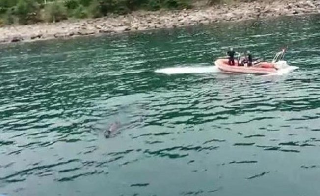 Denizden çıkan danayı ünlü sanatçı aldı