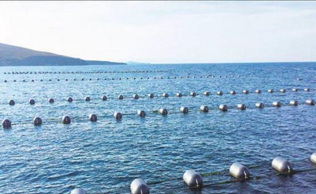 Midye tarlasında hasat sürüyor