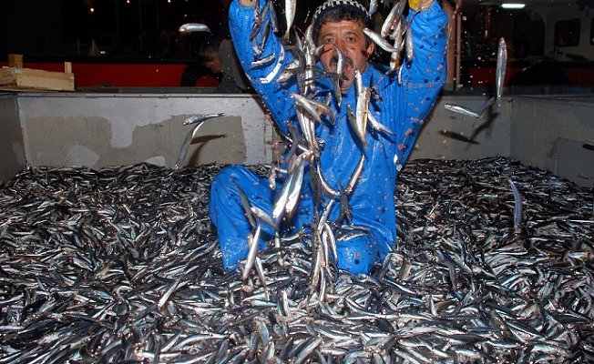 Oltayla Hamsi Avı