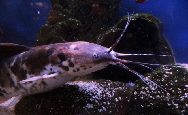 Van’da ‘akvaryum müzesi’ kuruldu