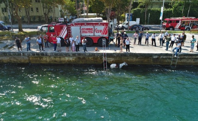 Sariyer’de denize düşen atın kurtarılma anı havadan görüntülendi