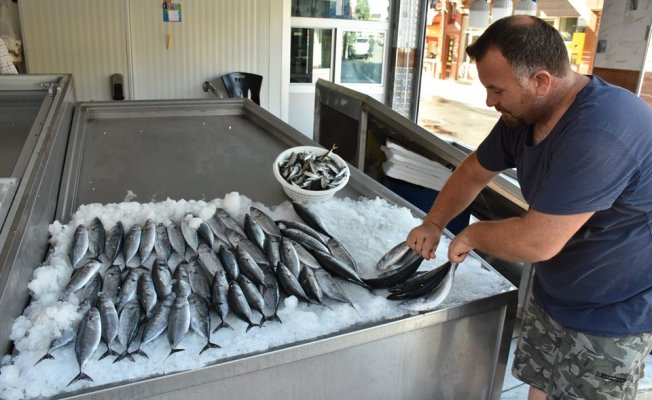 Sezonun ilk palamutları tezgahlardaki yerini aldı