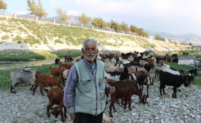 Suyu çekilen Asi Nehri küçükbaş hayvanların mekanı oldu