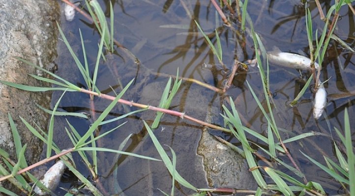 İnegöl'de Akçasu Deresi'nde de balık ölümleri görüldü