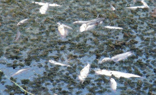 Manavgat’ta balık ölümleri