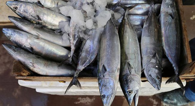 Palamutların tanesi yaklaşık 1 kilo çekiyor