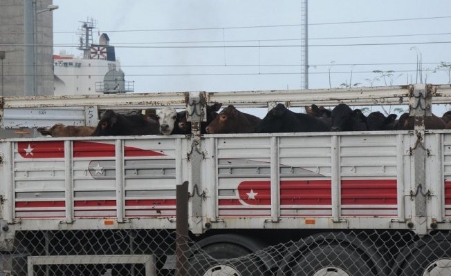 22 gündür gemide bekletilen angusların tahliyesine başlandı