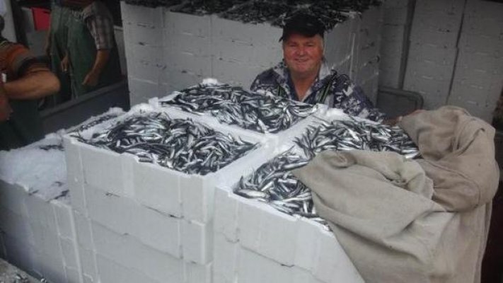 Bandırma&#039;da hamsi bolluğu