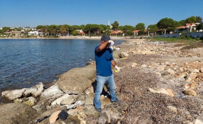 Didim’de sahil güvenlik ekiplerinden caretta caretta seferberliği
