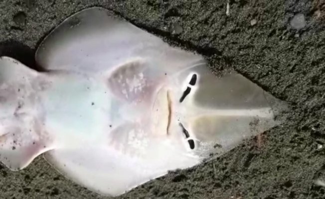 Hataylı vatandaşın balık sevgisi güldürdü