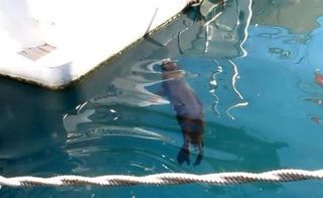 Mehmet Gökoğlu, anne fokun mücadelesini anlattı