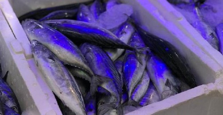 Sinop’ta 4 palamut 10 lira