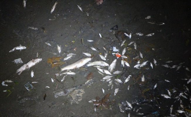 Balıklar kıyıya vurdu, polis ‘zehirli olabilir’ diye uyardı
