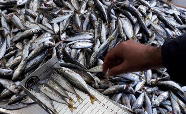 'Boy yasağı'na takılan 5 ton 842 kilo balığa el konuldu