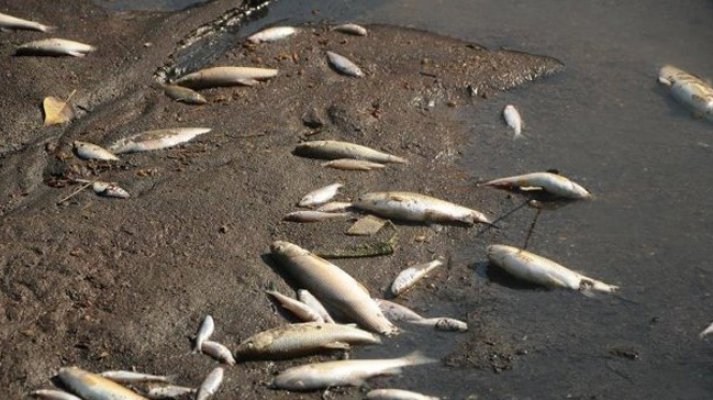 Irak'ta balık ölümlerinin nedeni zehirlenme olarak açıklandı