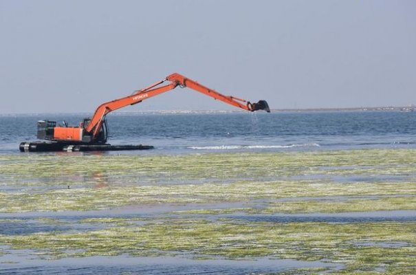 İzmir Körfezindeki Deniz Marulları Temizlendi