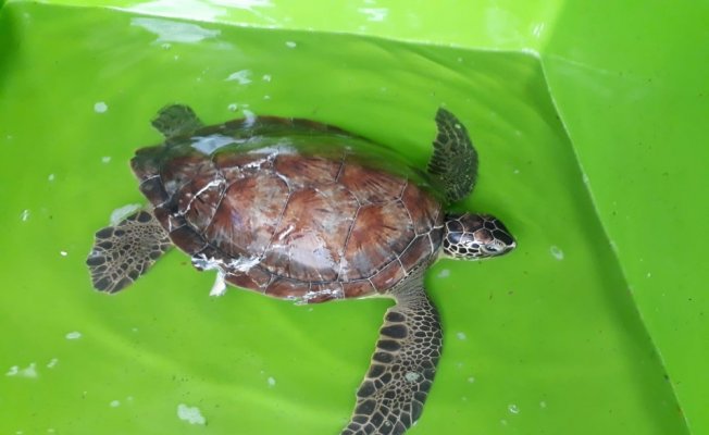 Yaralı carettta caretta tedavi altına alındı