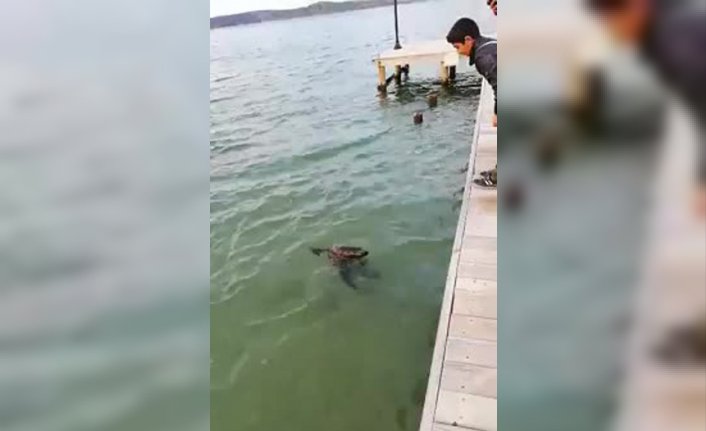 Akdeniz foku Bodrum’da görüntülendi