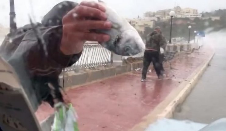 Malta’da balık yağmuru