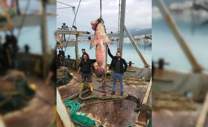 Antalyalı balıkçıların ağına dev köpekbalığı takıldı