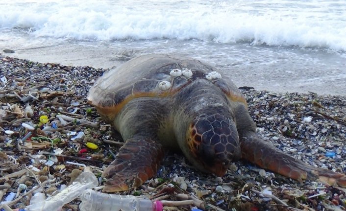 Dev Caretta Caretta ölüsü sahile vurdu