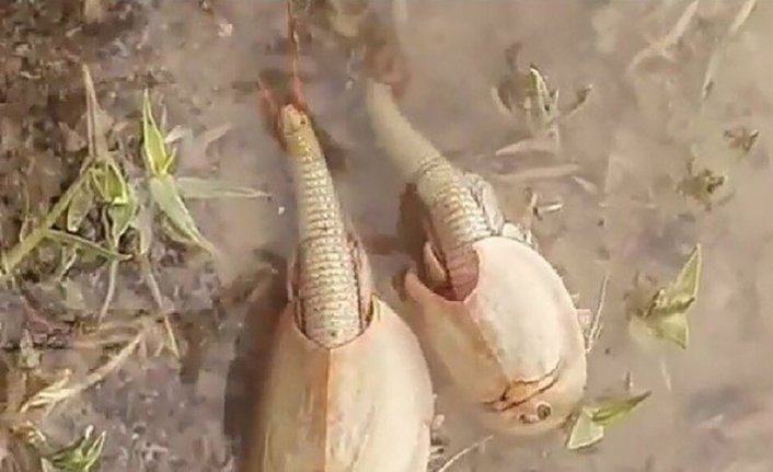 İran’da 200 milyon yıllık ‘yaşayan fosil’ görüldü