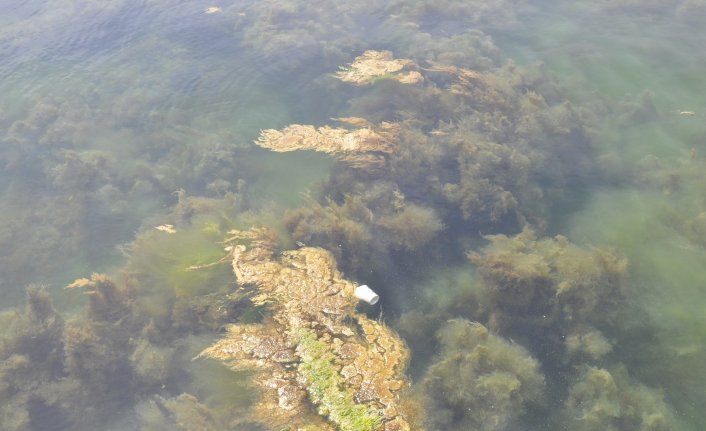 Gerze&#039;de liman içinde yosun ve çöp kirliliği