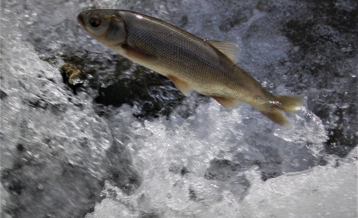 Göç eden balıkların önündeki engeller temizlendi