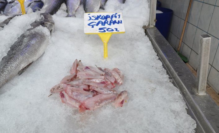 İskorpit tezgahlarda