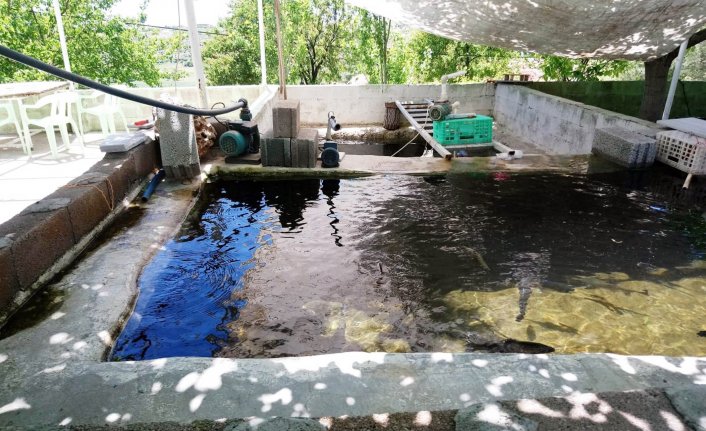 Suyu boşaltılan tesiste 400 kilo balık telef oldu