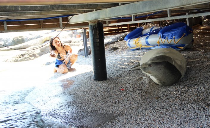 Bodrum koylarını mesken tutan beyaz fok balığını şikayet ettiler