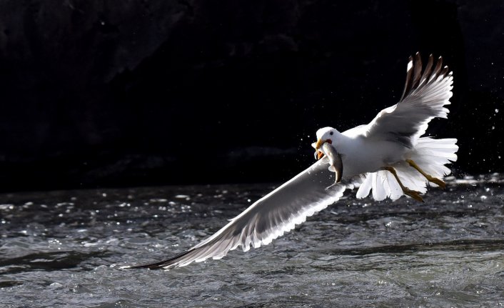 İnci kefalinin martılar ile mücadelesi