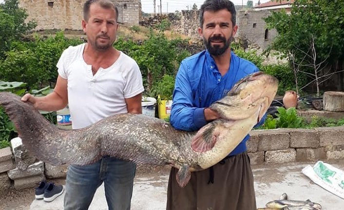 Kızılırmak’ta tam 2 metre boyunda yayın balığı tuttular