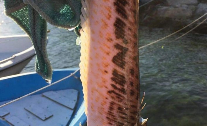 Olta balıkçıları dikkat