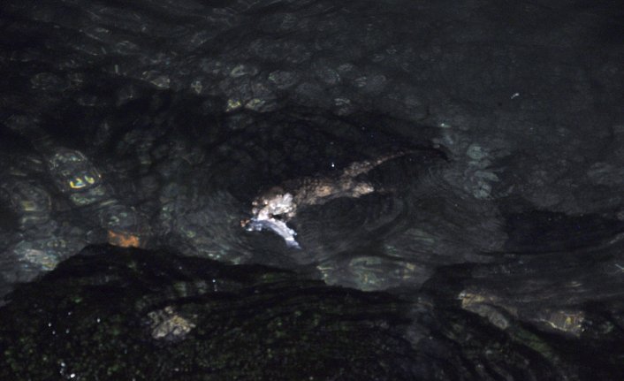 Tekirdağ’da Su Samuru bulundu