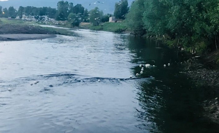 Van'da 3 bin 500 kilo kaçak avlanmış balık ele geçirildi