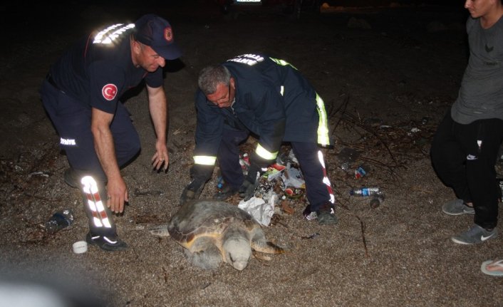 Yumurta bırakırken yolunu kaybeden dev Caretta Caretta köpeklerin saldırısına uğradı