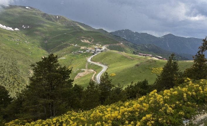 Zigana Dağında renk cümbüşü