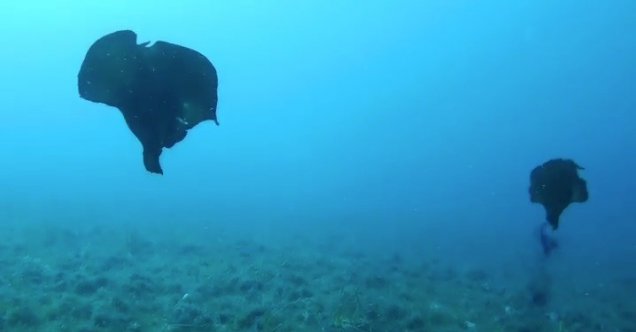 Çanakkale’de deniz tavşanı görüntülendi