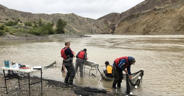 Kanada’da heyelan mağduru somonlar helikopterle kurtarılacak