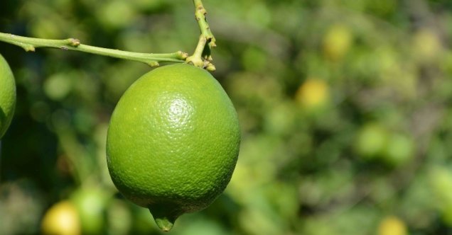 Limonda rekolte düştü