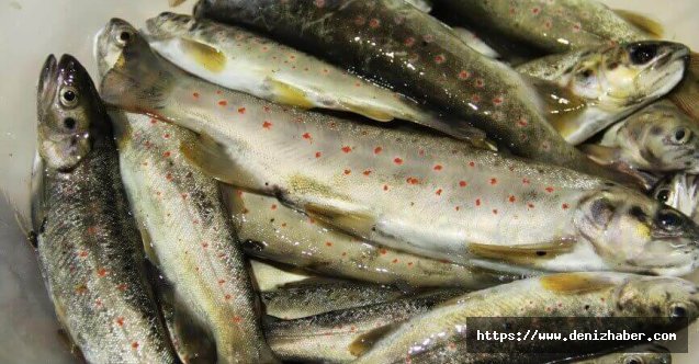 İhraç edilen her üç alabalıktan biri o ilden