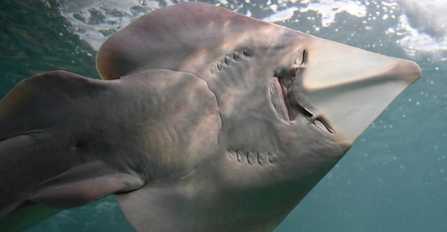 Köpekbalığı ve vatoz türlerine yeni uluslararası koruma önlemleri